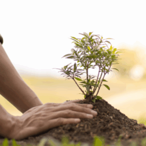 La Red de Juderías celebra Tu Bishvat, el Año Nuevo de los Árboles